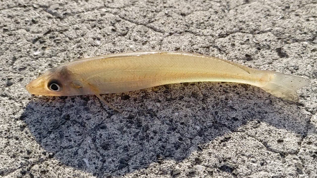 【ちょい投げ釣り】4月のキス釣り