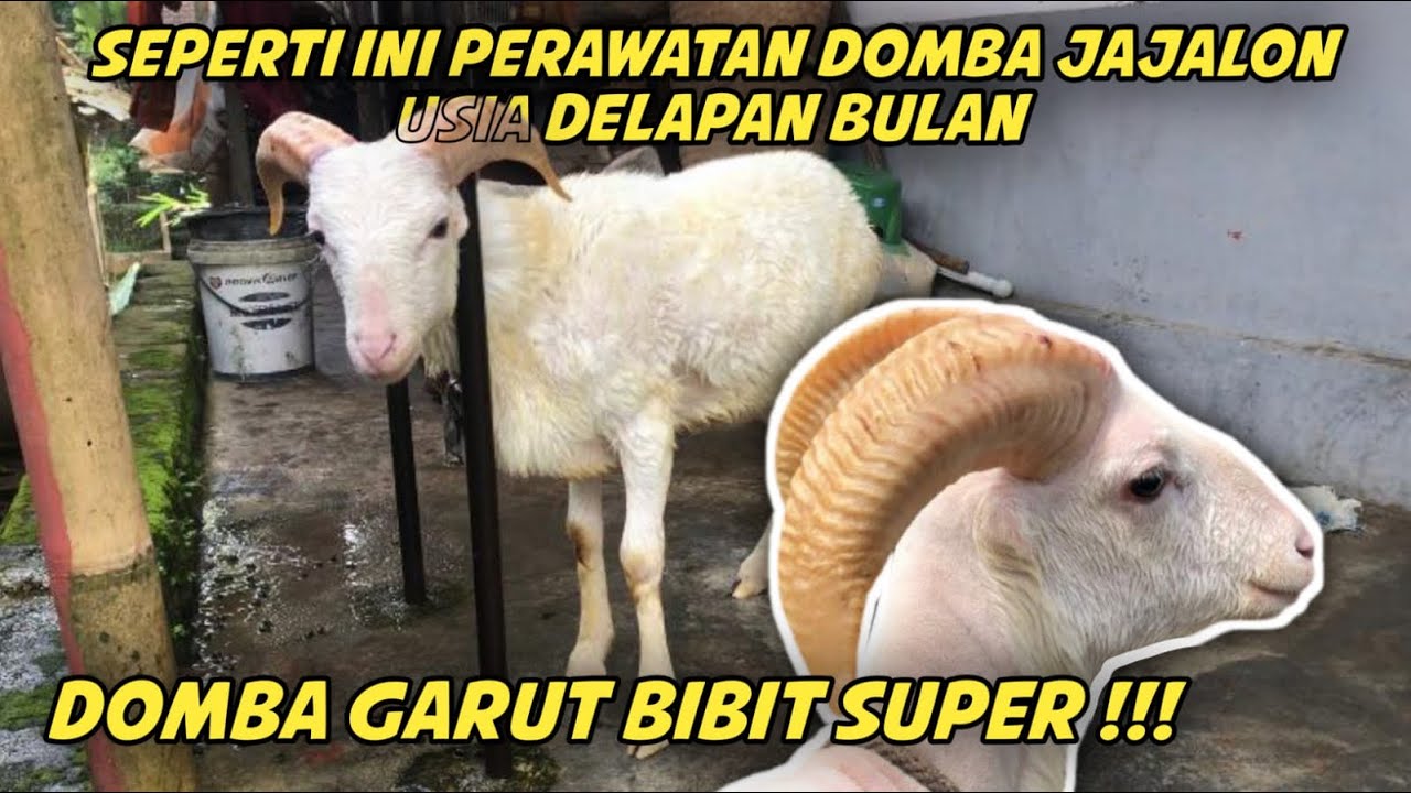 PERAWATAN DOMBA GARUT JAJALON USIA DELAPAN BULAN