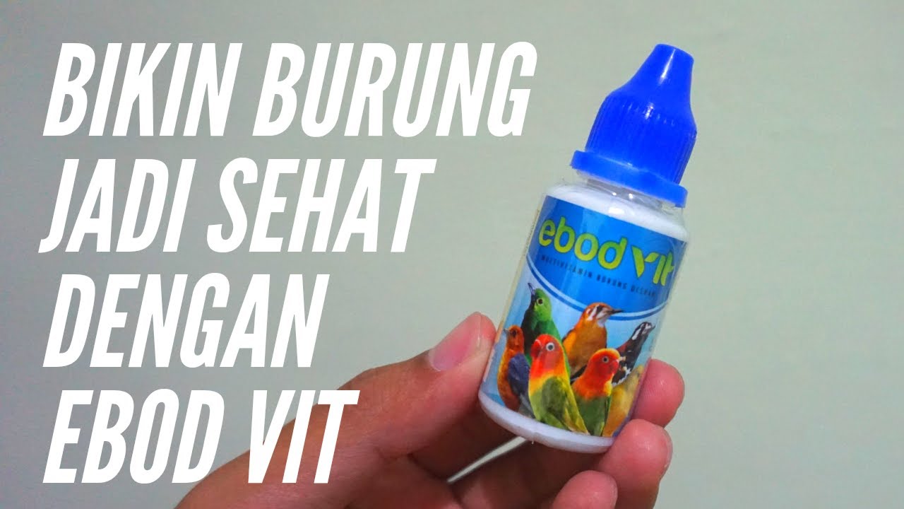UNBOXING & REVIEW !!! Multivitamin Burung Ocehan EBOD VIT