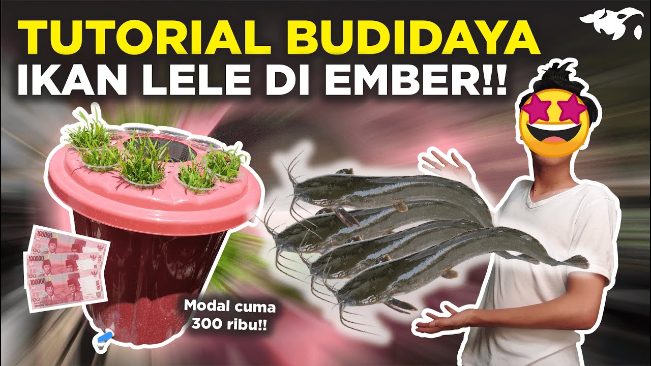 TUTORIAL LENGKAP BUDIKDAMBER / BUDIDAYA IKAN LELE DI EMBER! MODAL CUMA 300 RIBU UNTUNG JUTAAN?