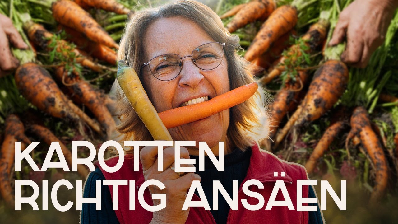 Karotten/Möhren ansäen: Maximaler Ertrag für dein Hochbeet 🥕