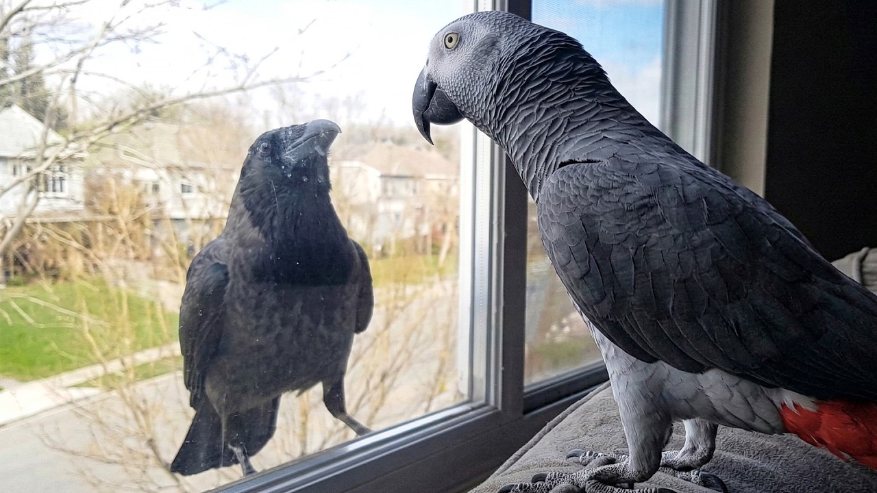 This Parrot Knows There’s A Baby Coming… ❤️🦜 Funniest Parrot Videos