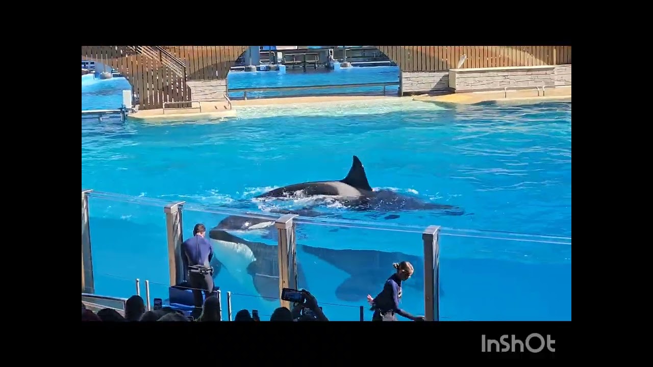 Orca whale show at SeaWorld Orlando - February 2026. 🐋🐋🐋🐋❤️