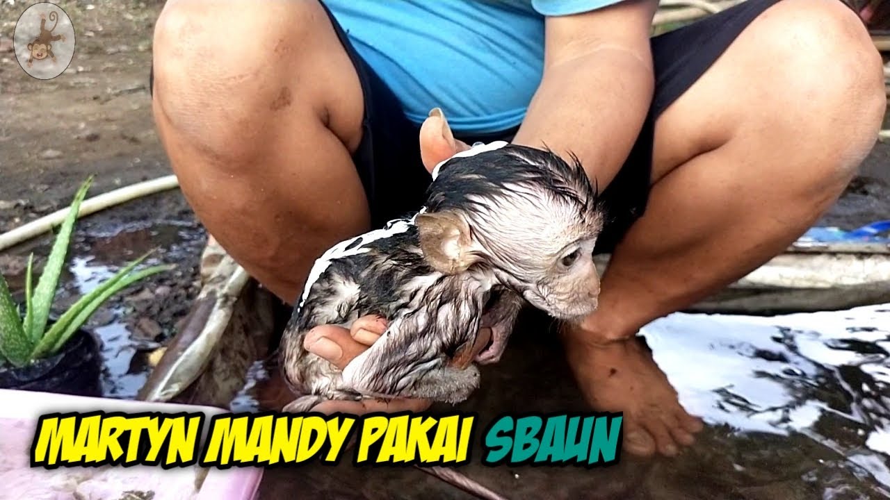 Martyn monpai || memandikan martyn di kolam || anak monyet kecil lucu