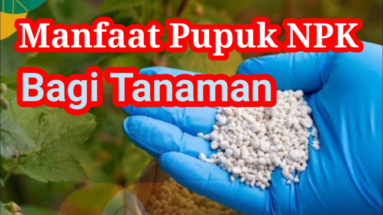 Fungsi dan Manfaat Pupuk NPK bagi Tanaman