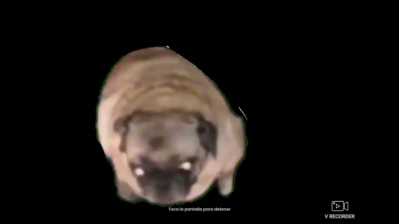 dancing pug meme