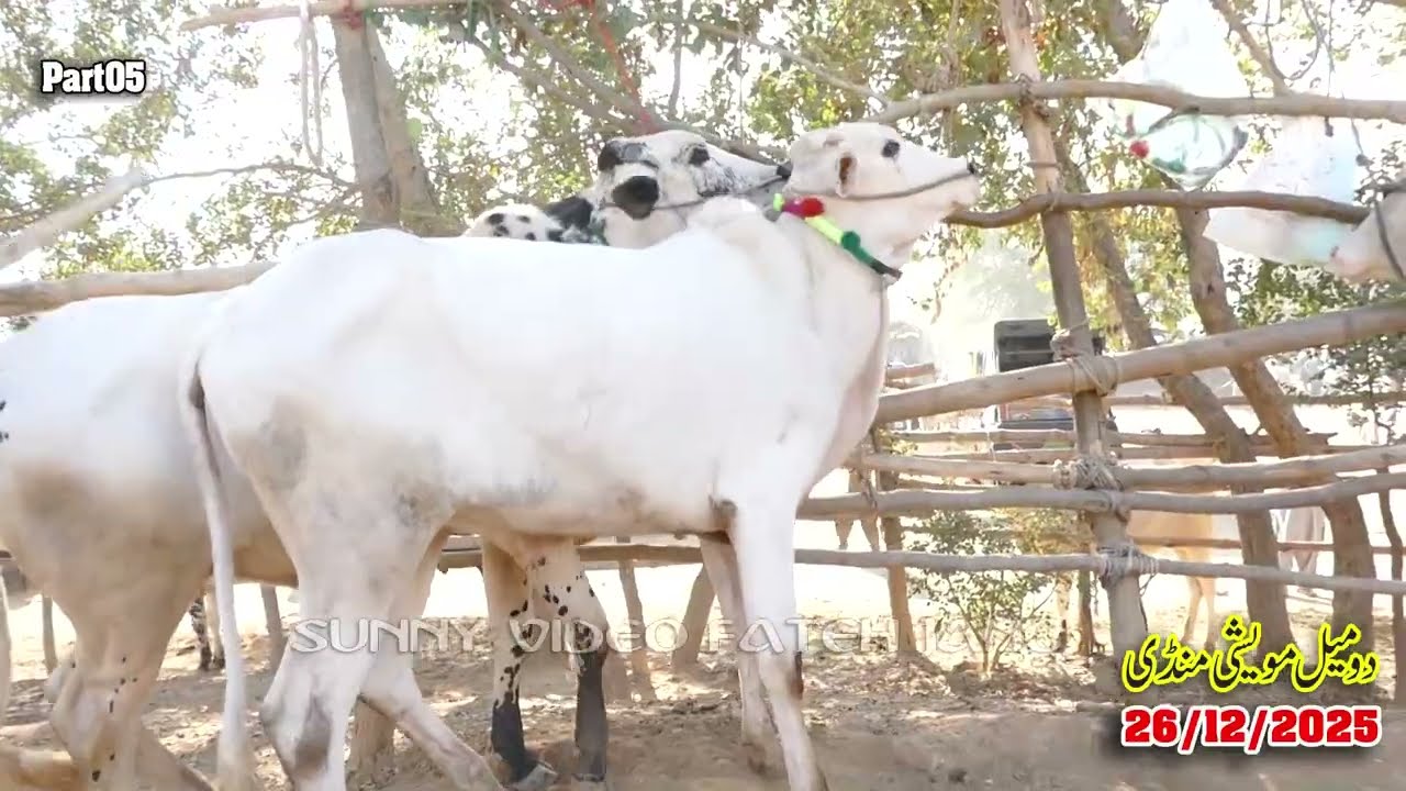 Today Domail Mandi Fatehjang Rate&rsquo;s update26/Dec.2025-Part05Sunny Video Fateh Jang Cow Mandi 2025