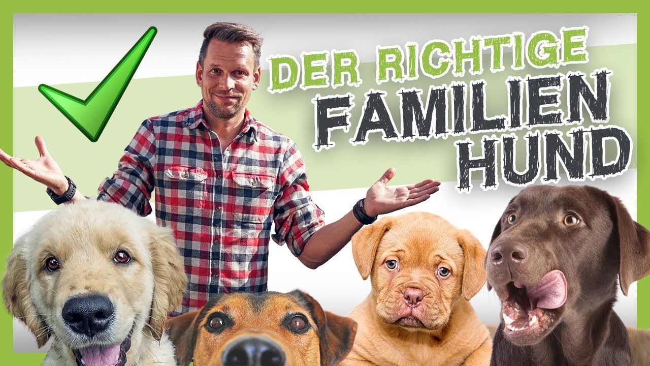 Die 5 besten Familienhunde (den richtigen Hund finden)
