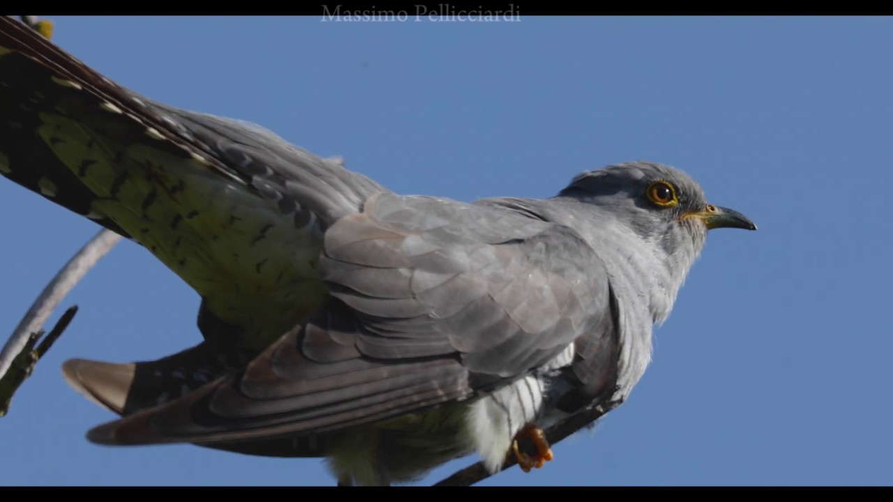 Il canto del cuculo - (Cuculus canorus) Parco Delta del po