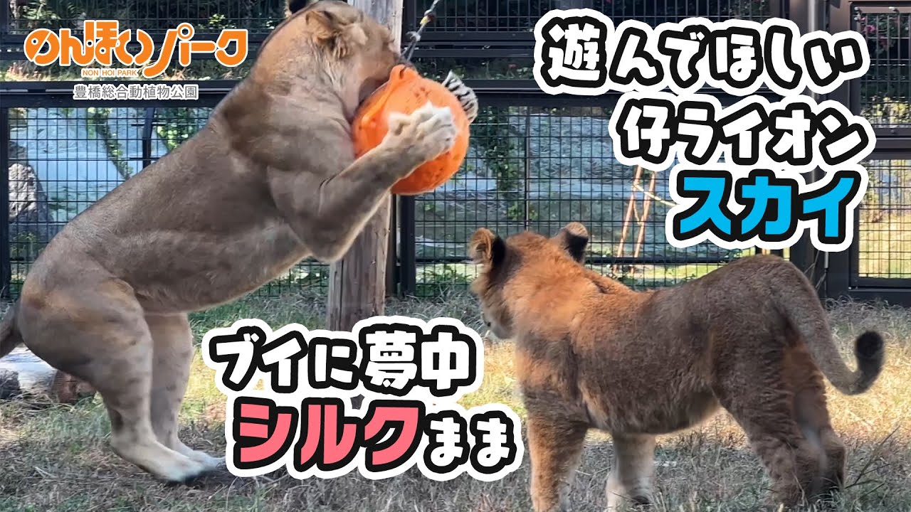 【のんほいパーク】遊んでほしくてママをガブッ！する仔ライオンのスカイ🦁おもちゃを噛むのに忙しいシルクまま🐱 [Nonhoi Park] Lion cub, Sky and his mom, Silk.