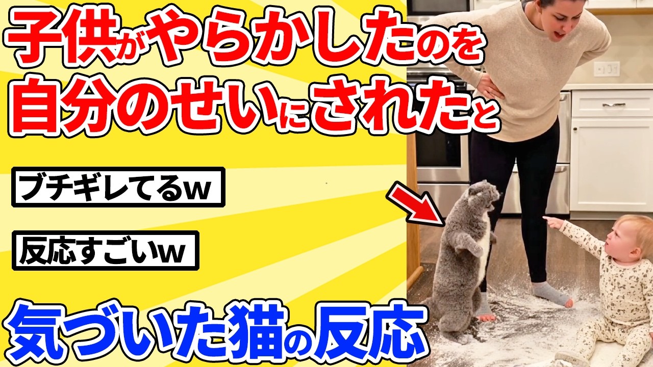【2ch動物スレ】自分に罪をなすりつけられたと気づいた猫の反応ｗｗｗｗｗ