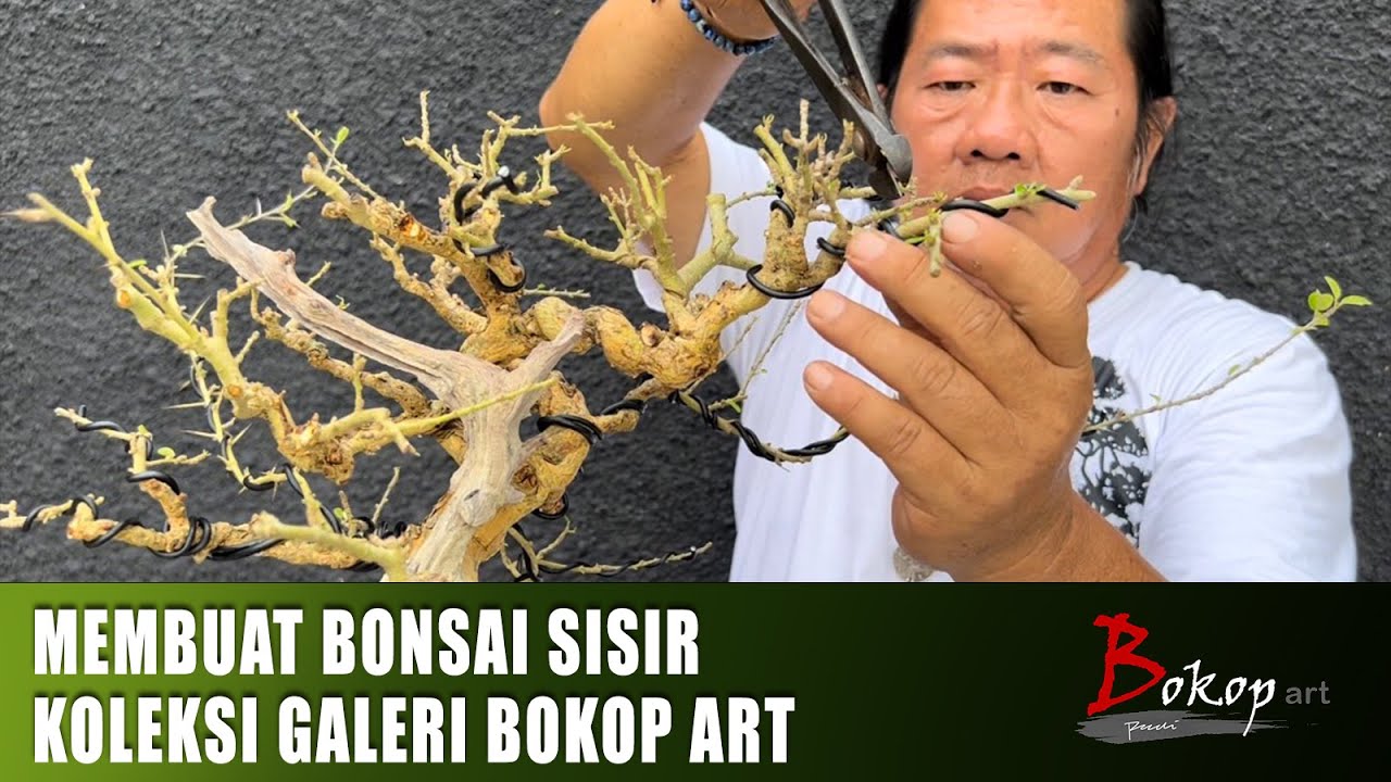 MEMBUAT BONSAI SISIR KOLEKSI GALERI BOKOP ART