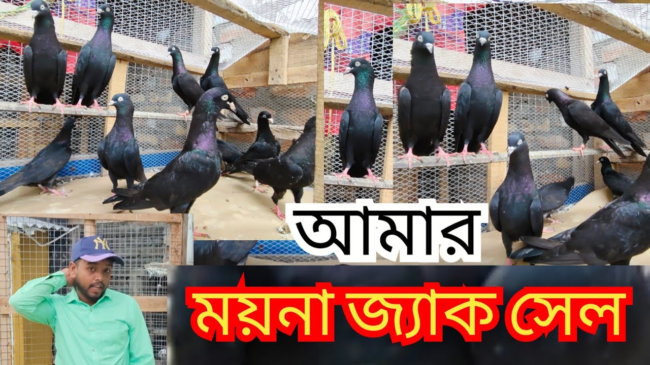 কালো নাপতা কবুতর সেল। Moyna jack pigeon sale। আমার বাড়ি। my home 
