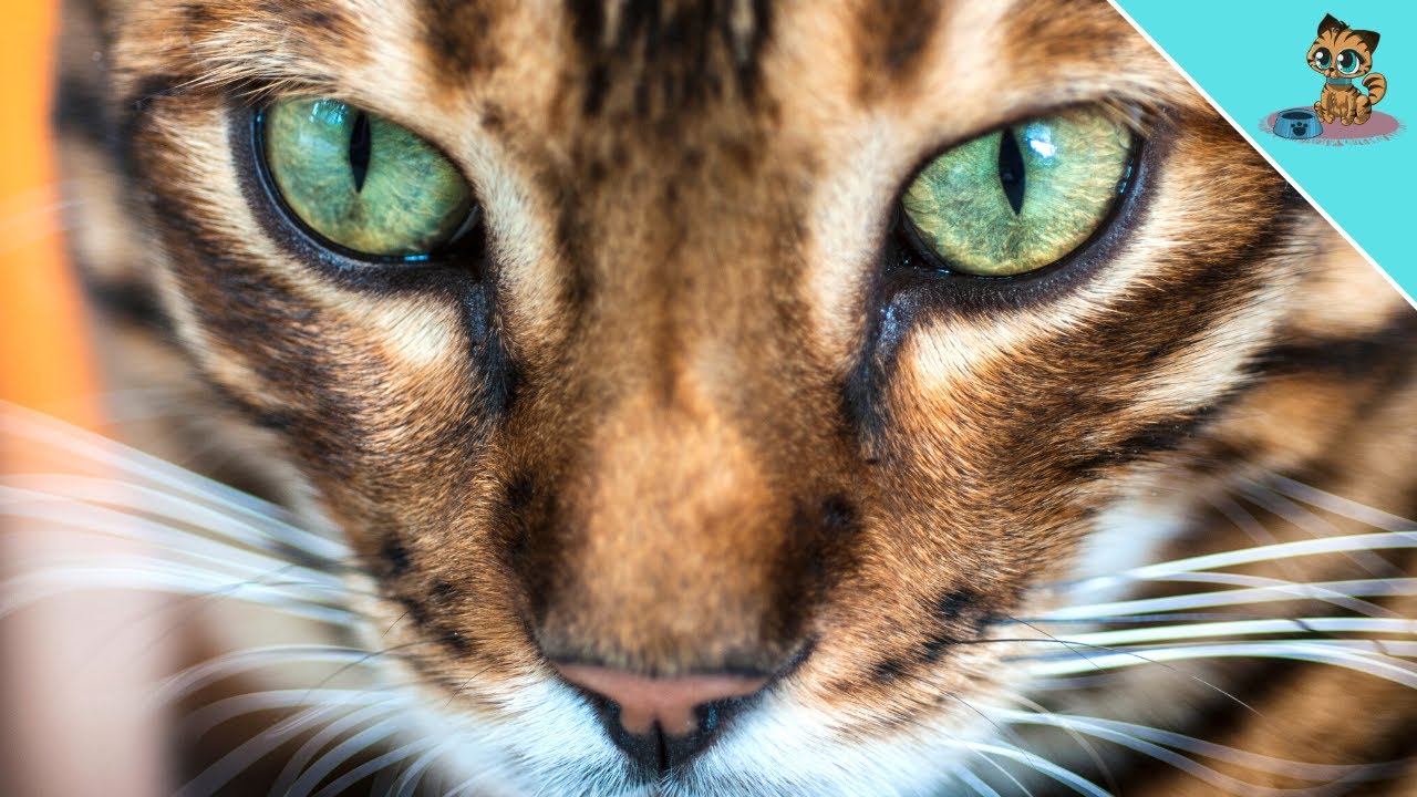 THAT'S Why Cats Have Vertical PUPILS!