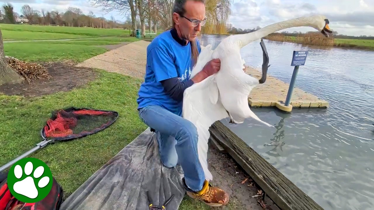 Rescued Swan Flaps His Wings the Moment He Realizes He’s Free 🥹❤️