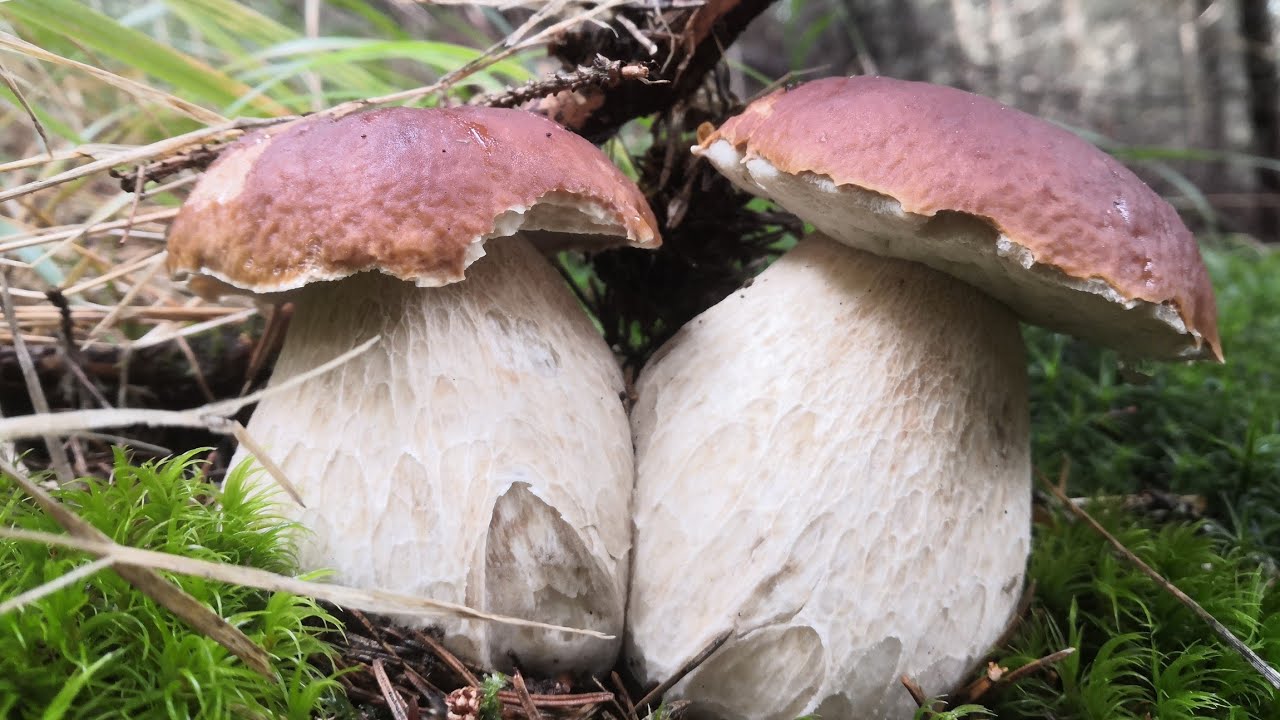 Funghi Porcini 2024 | Edulis di Agosto