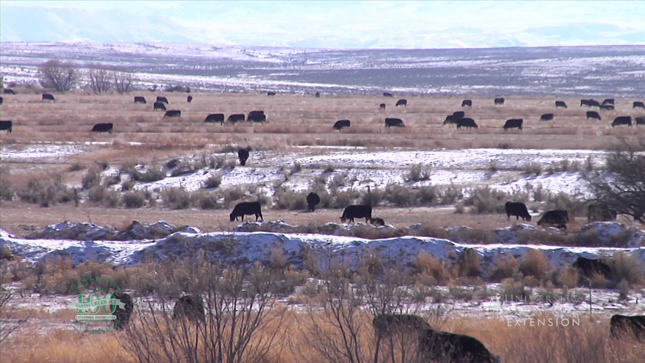 Winter Livestock Care