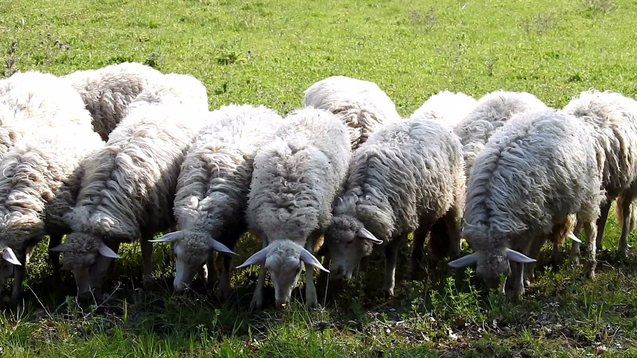 Pastorizia: come si fa il pascolo e la mungitura delle pecore di Aldo Sara