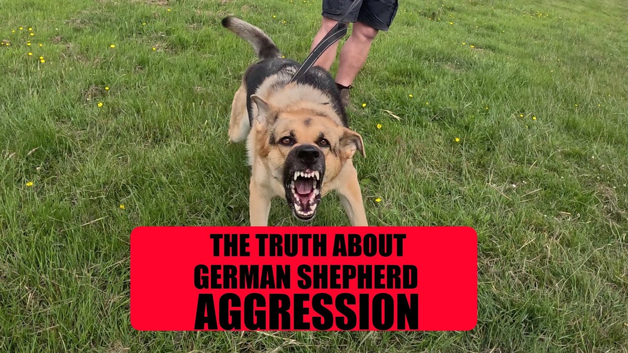 The TRUTH about German Shepherd Aggression