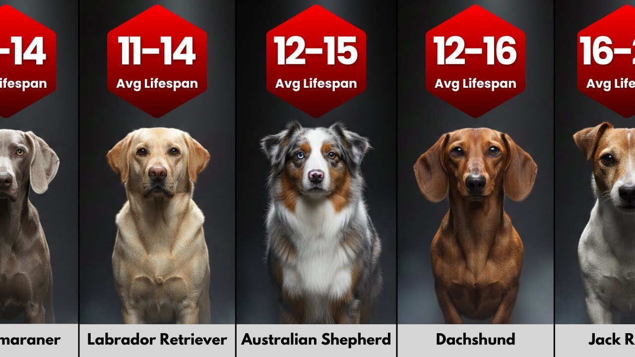 Dog Breeds Lifespan Ranked – From Shortest to Longest Living