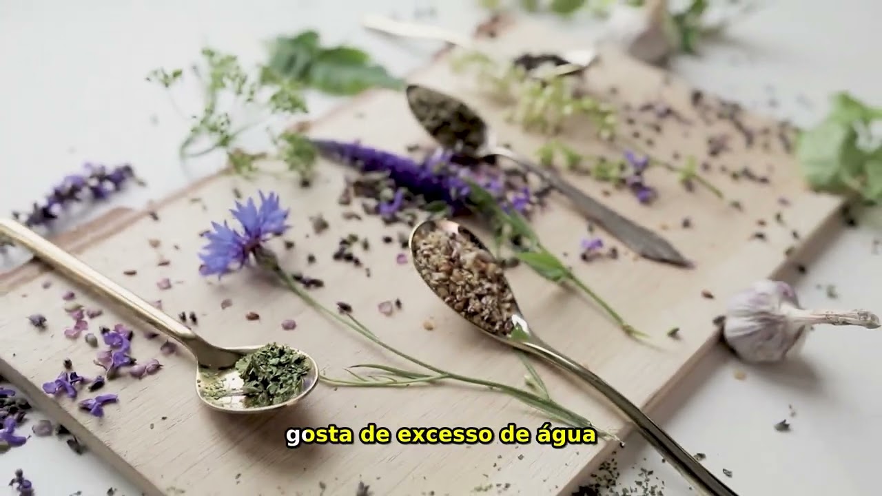 5 Plantas Incríveis para Cultivar na Cozinha | Fácil e Rápido!