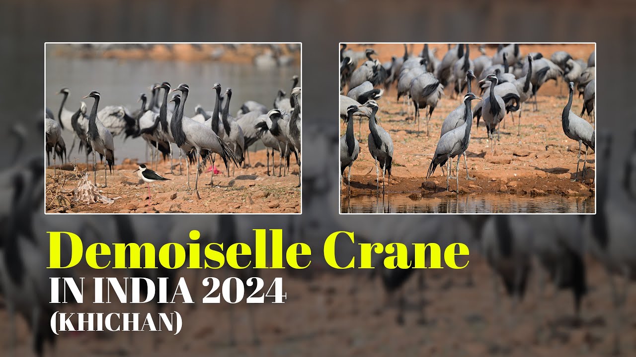 Khichan Village | Demoiselle Crane | 2024 | Migratory Birds | India | Mongolia