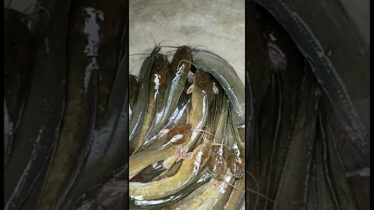 Desi mangur fish #shorts