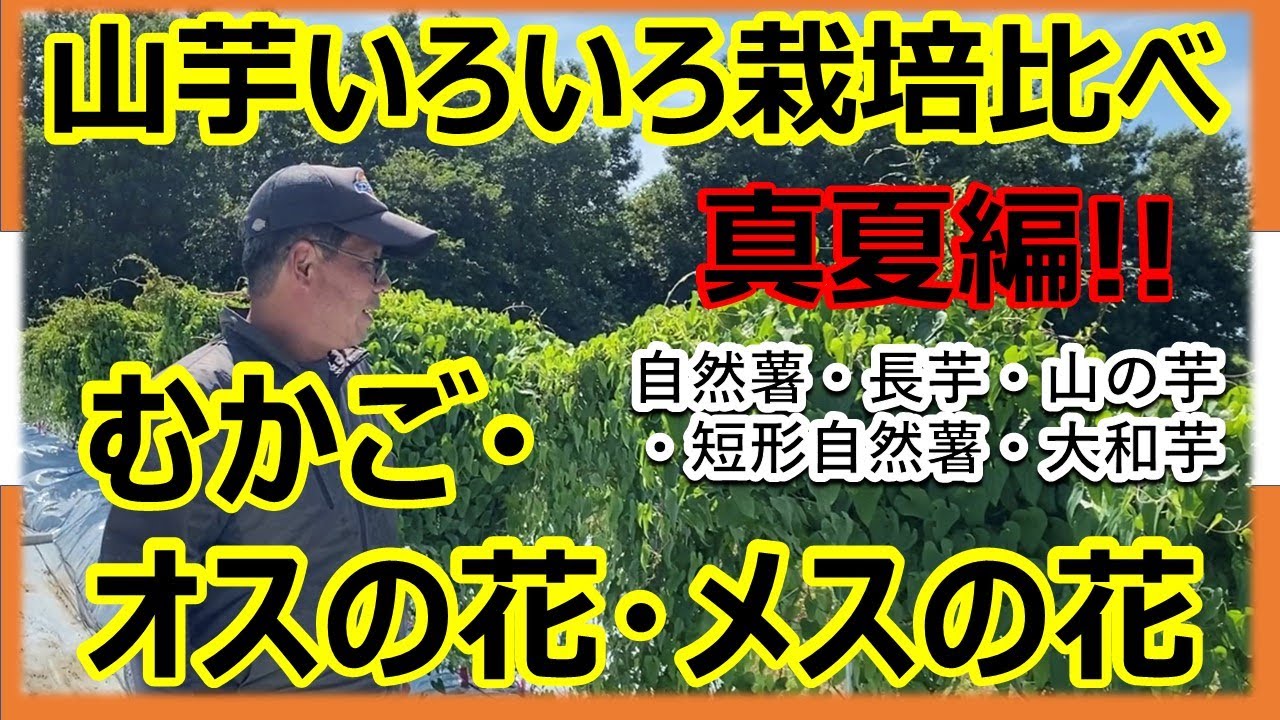 【山芋いろいろ栽培比べ】第5弾　むかご・オスの花・メスの花　自然薯・長芋・山の芋・大和芋・短形自然薯