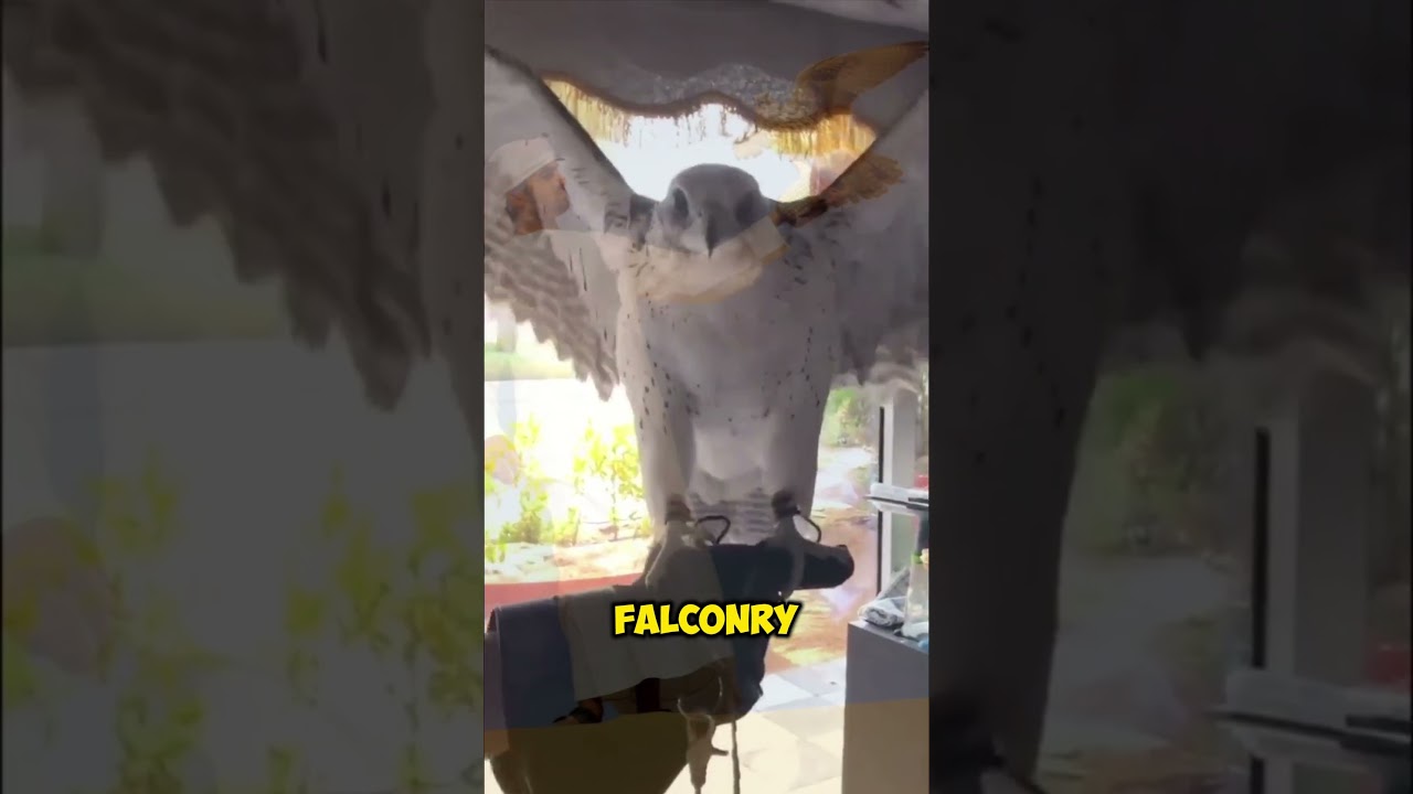 What Makes Falconry Displays in Dubai So Fascinating?