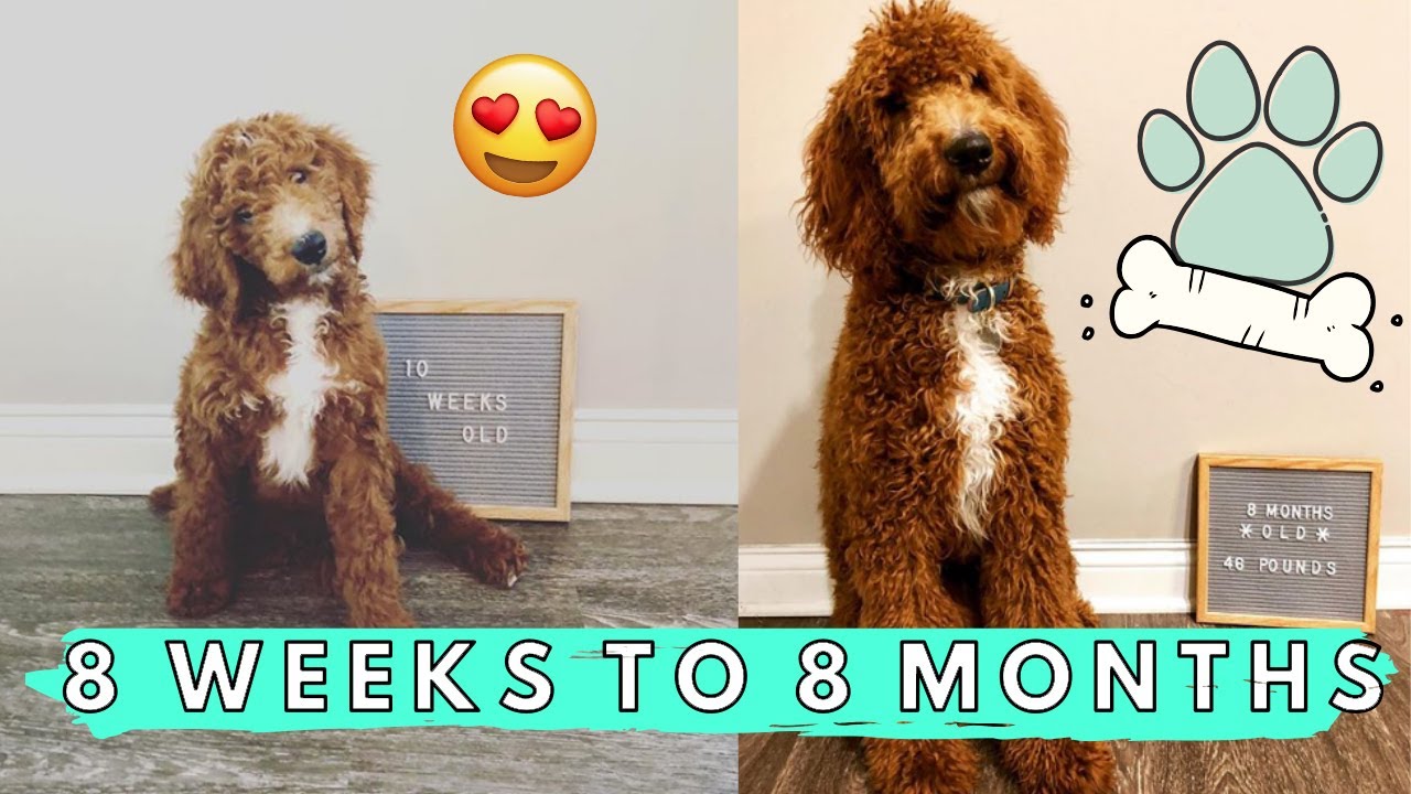 WATCH MY PUPPY GROW | IRISH DOODLE EDITION