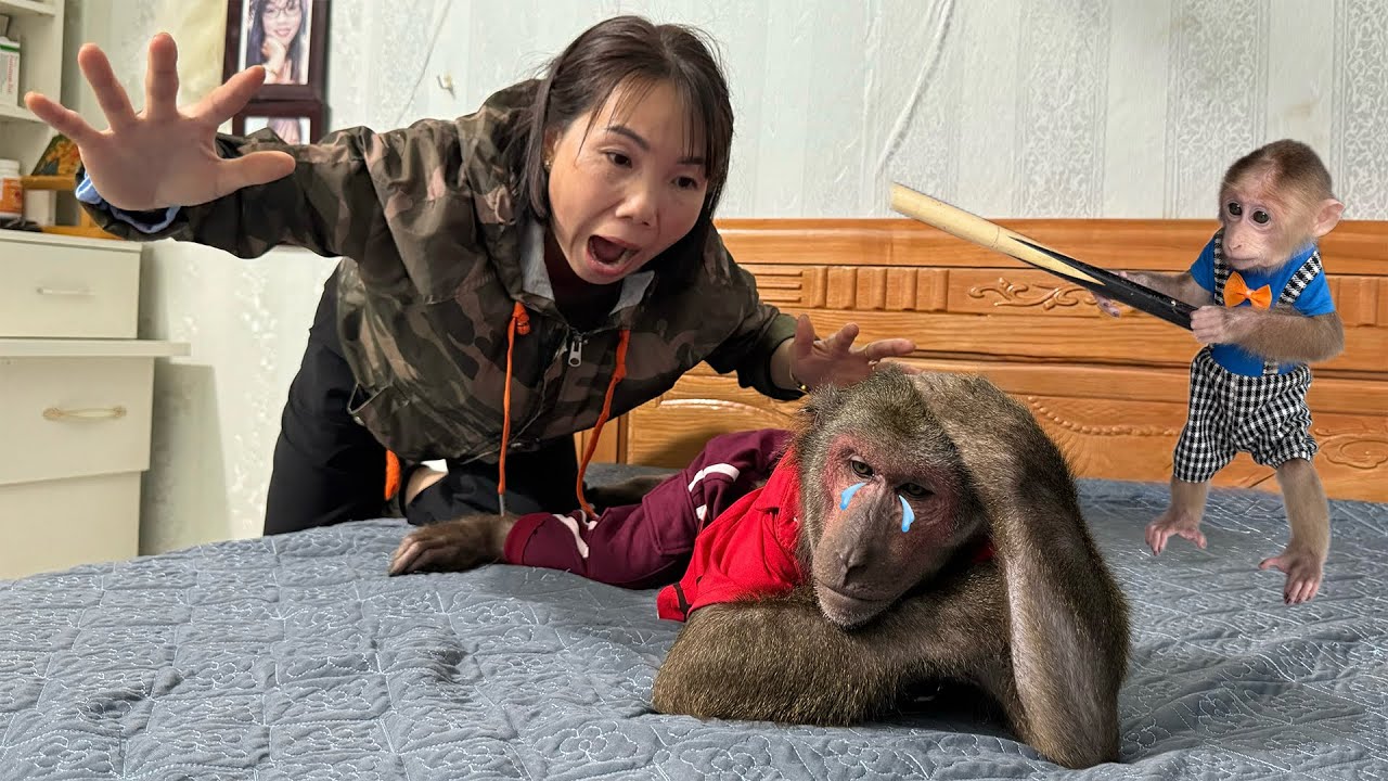 Mom and Baby Monkey Are Surprised to Discover Abu Crying on the Bed