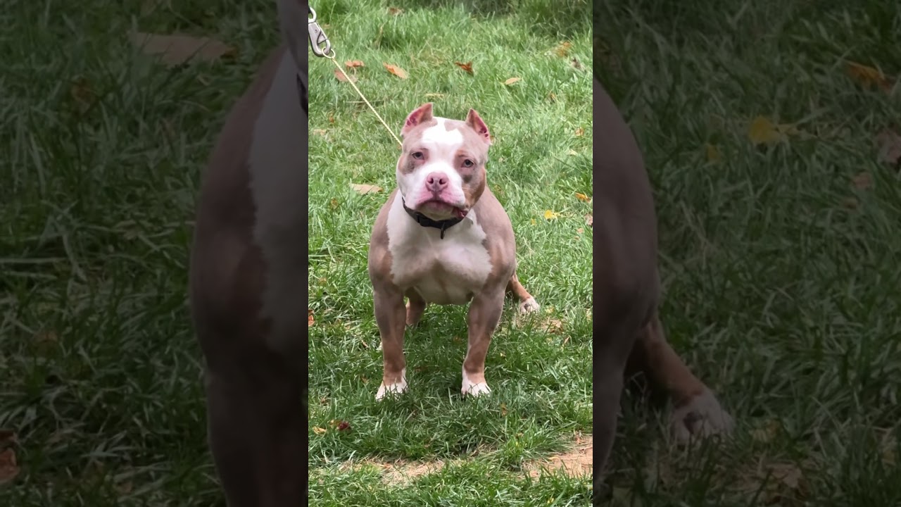 Lilac tri pocket Bully growing 