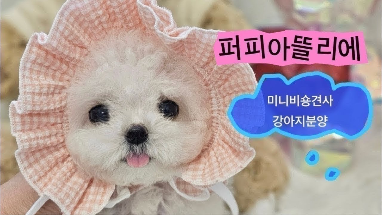 미니비숑은  전문가인  브리더에게~알쥬???💕퍼피아뜰리에💕 #강아분양 #강아지입양 #미니비숑분양 #테디비숑분양 #강아라이브 #강아지분양방송