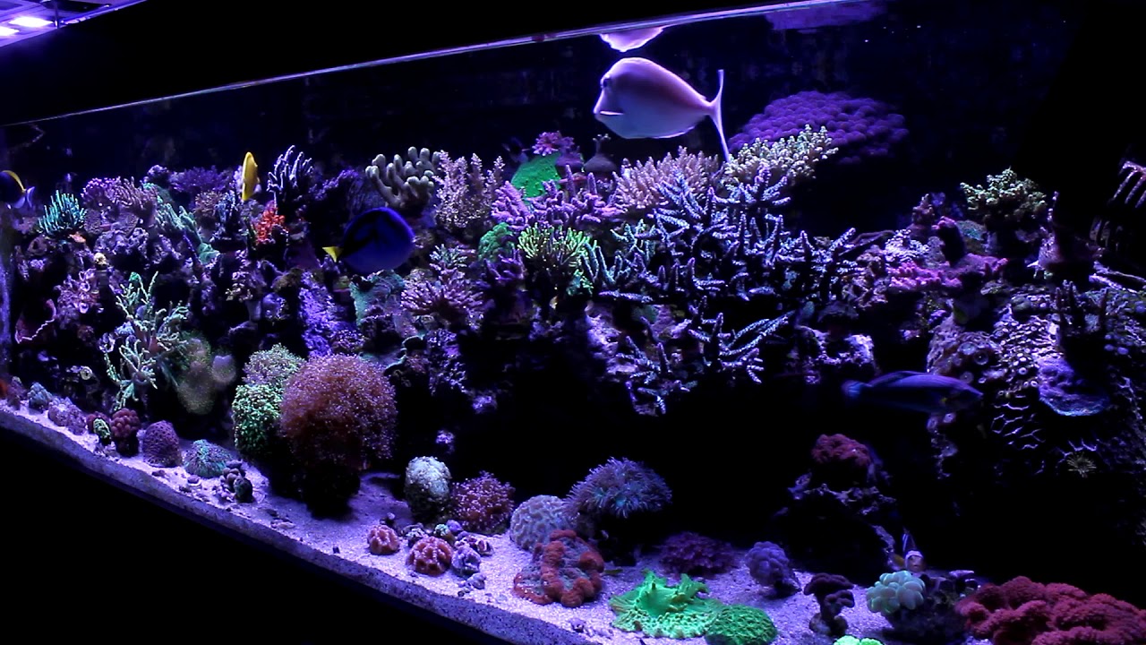 Testamos por alguns meses luminária  QMAVEN 2