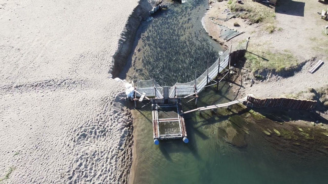 Кета лидовка 2021