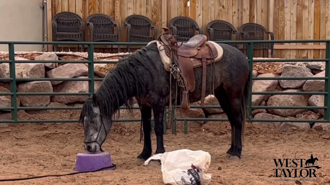 Saddling a Mustang for the first time! How calm can she be?