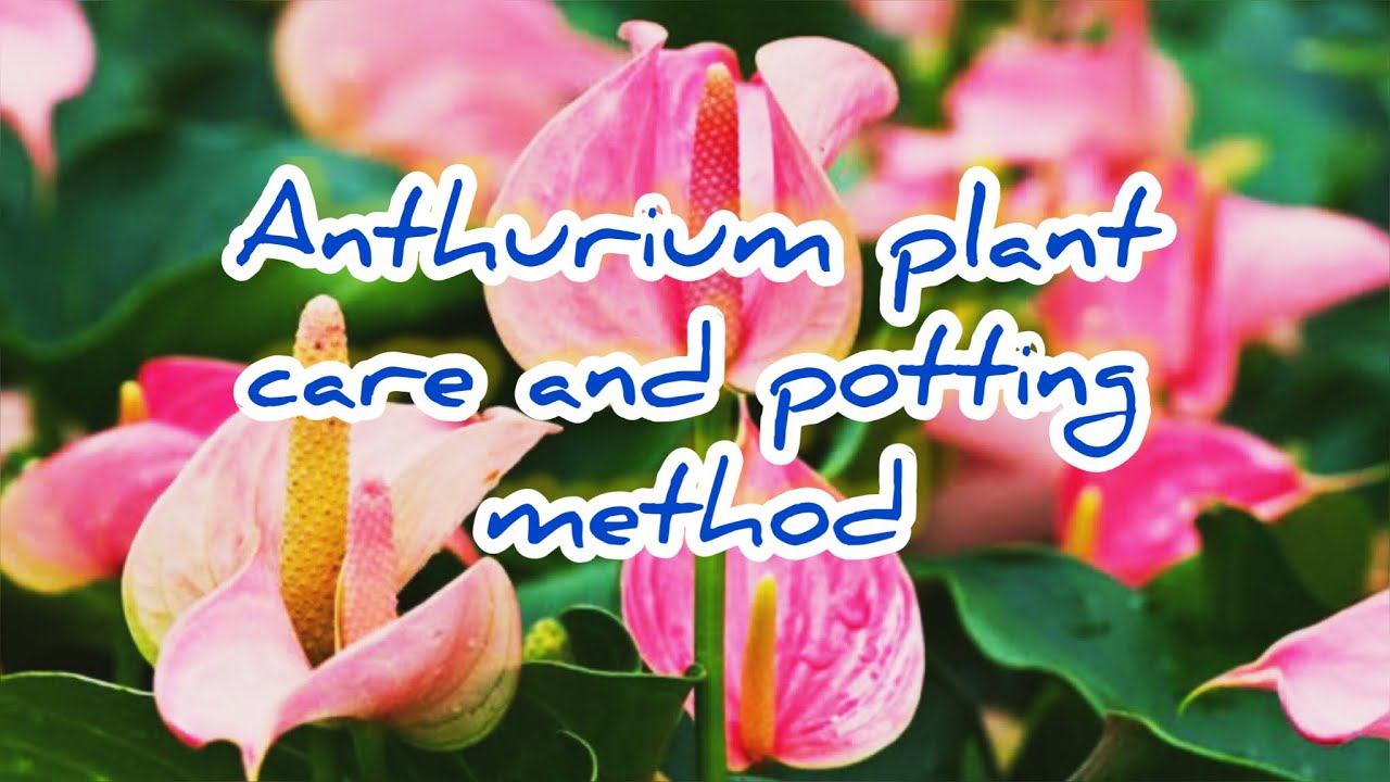 ||HOW TO REPOT AND CARE TIPS OF ANTHURIUM ||JUBY&rsquo;S CREATIVE HUB ||