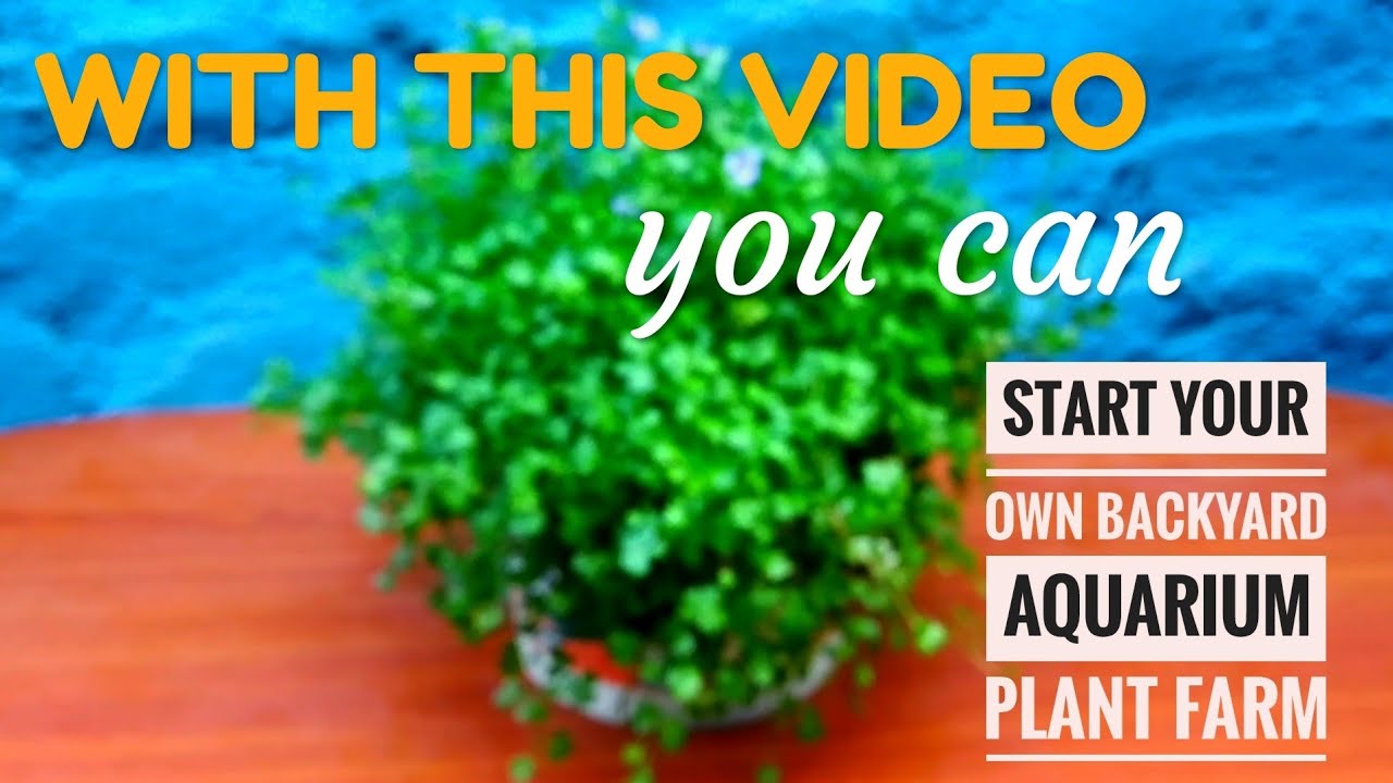 How to propagate aquarium plants(hydrocotyle tripartita) Aqua adventure