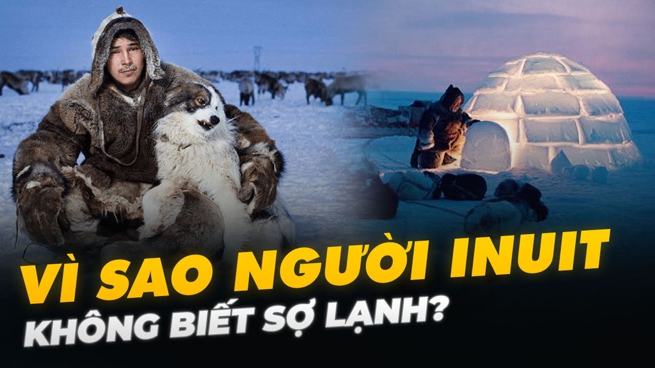 VÌ SAO NGƯỜI INUIT KHÔNG BIẾT SỢ LẠNH?