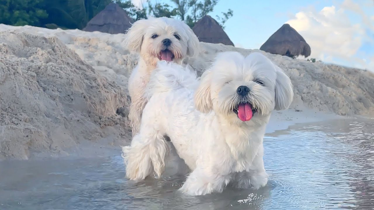 My Dogs Attempt the MOST DANGEROUS Challenge ⛔️ Don't Try This At Home!!!