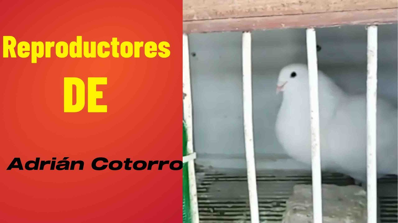Reproductores de Adrián Cotorro  #viral #video #animals #birds #pigeon #paloma  #frankietv