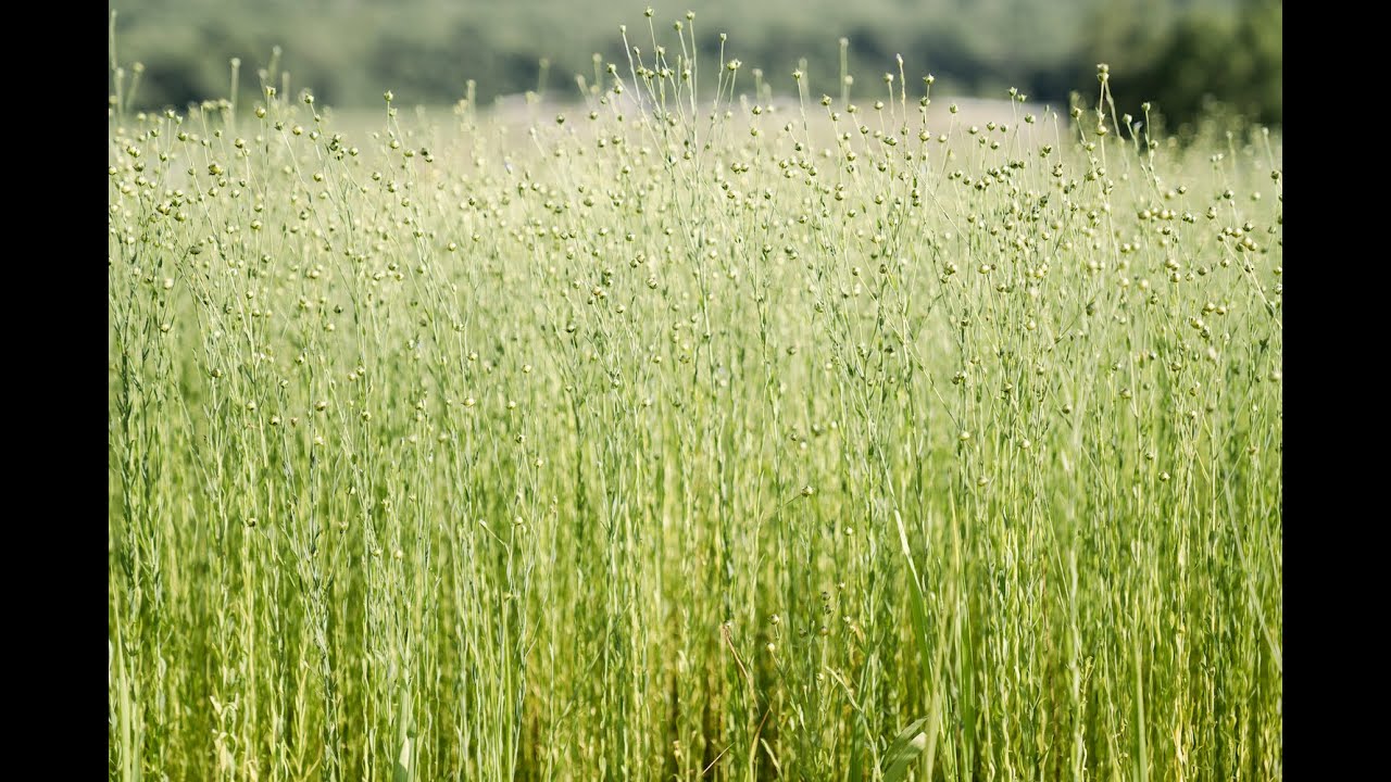 Flax:Cultivated for Linen.