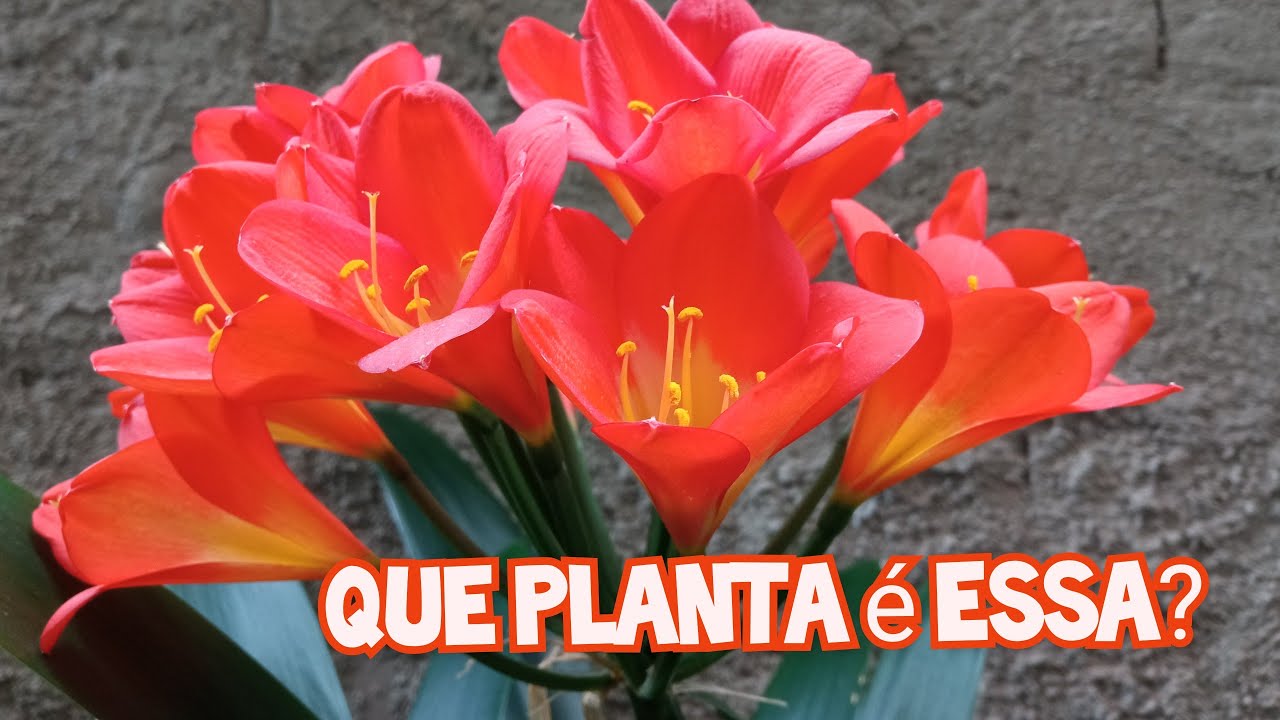 Apresento a vocês minha Clivia/ Mostrei os adubos que uso para ajudar na floração e fortalecimento.