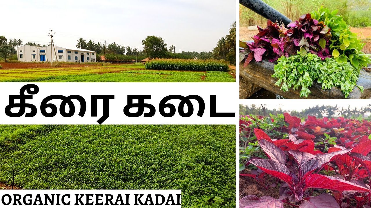 Keerai Kadai in Coimbatore || Exclusive Shop for Greens and Exotic Vegetables ||