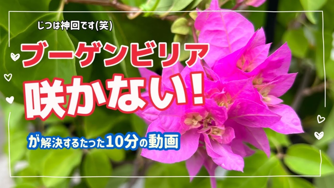 「ブーゲンビリア」が咲かない人だけ見てください 「花を咲かせること」に特化した10分