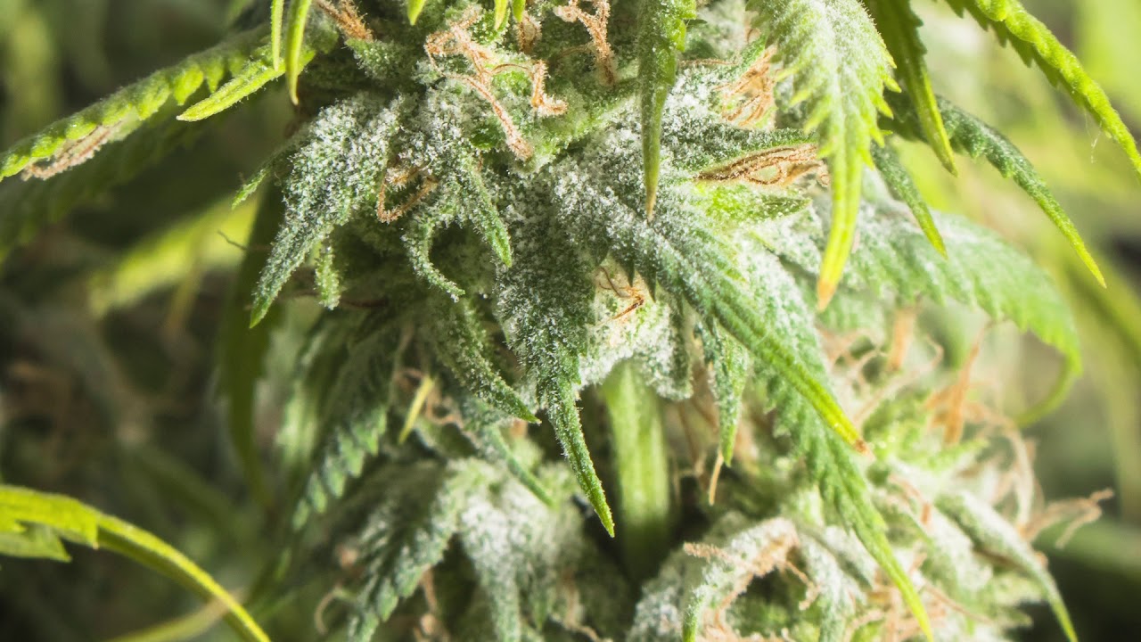 Cannabis Moisture Content, Atlantic Test Labs