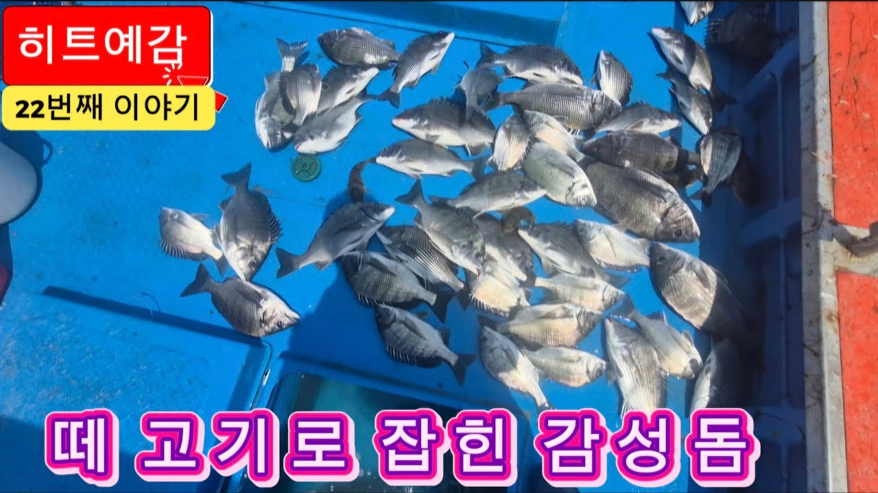 (26.4.15.수) 카고낚시 무안  떼 고기 감성돔을 만나다 (2부)