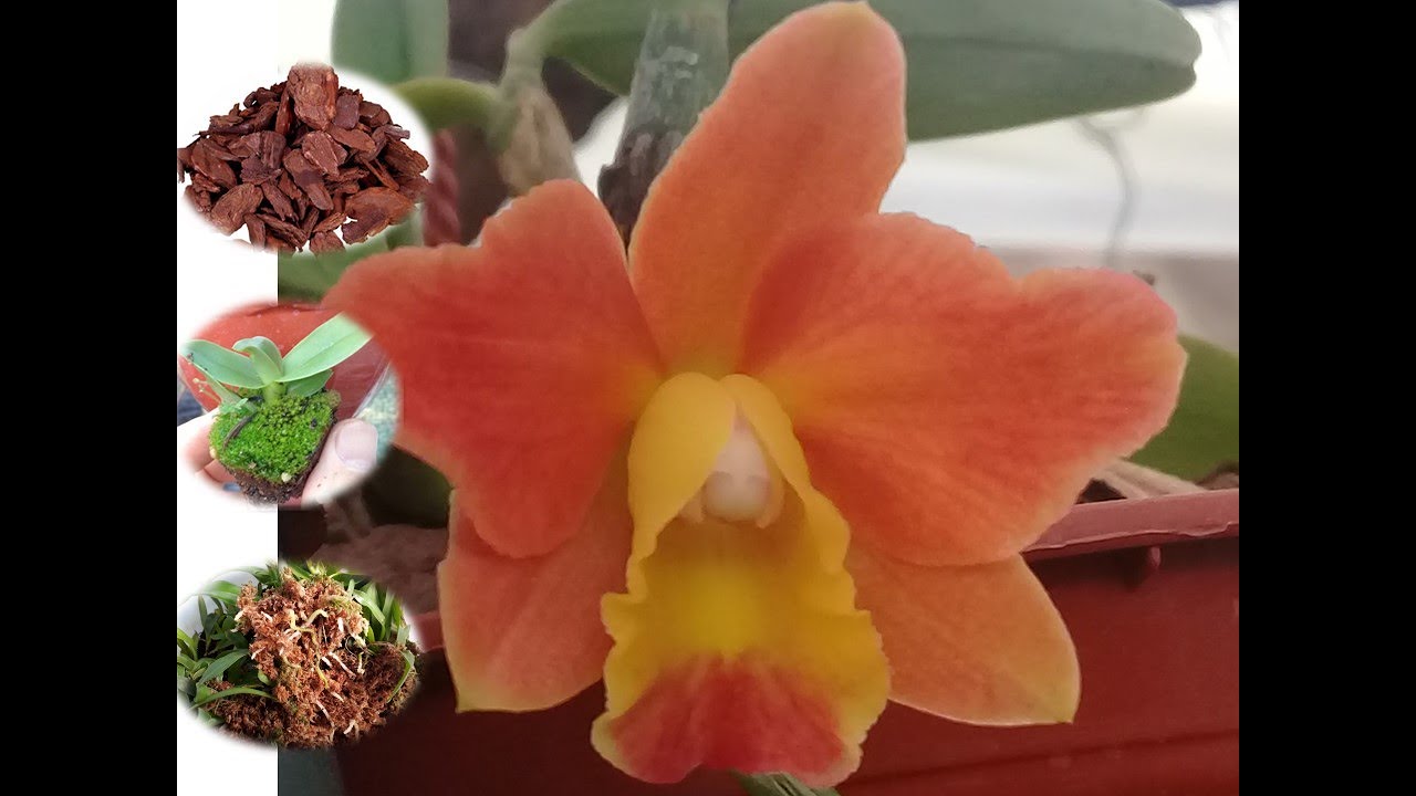 SUSTRATO para orquídeas