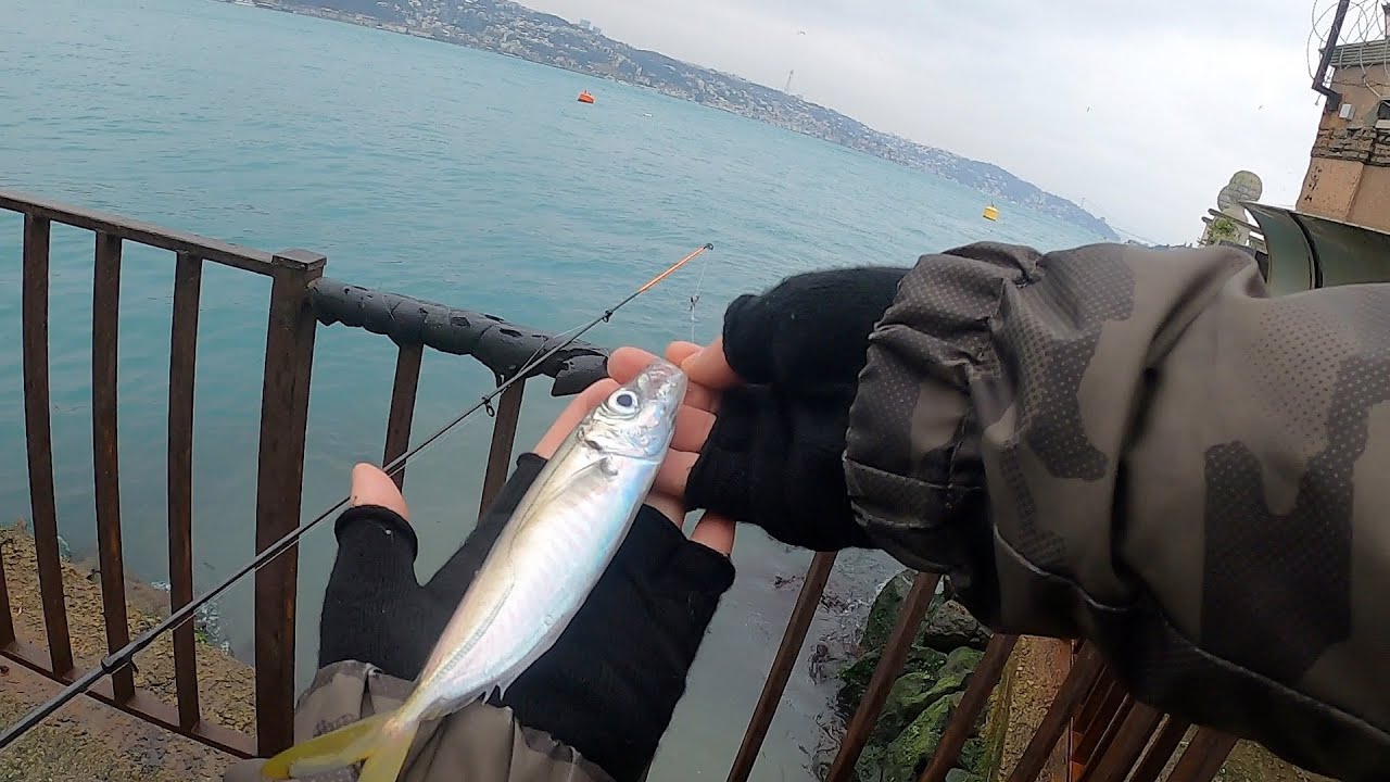 Boğazda İri İstavritler Tuttum - Balık Avı