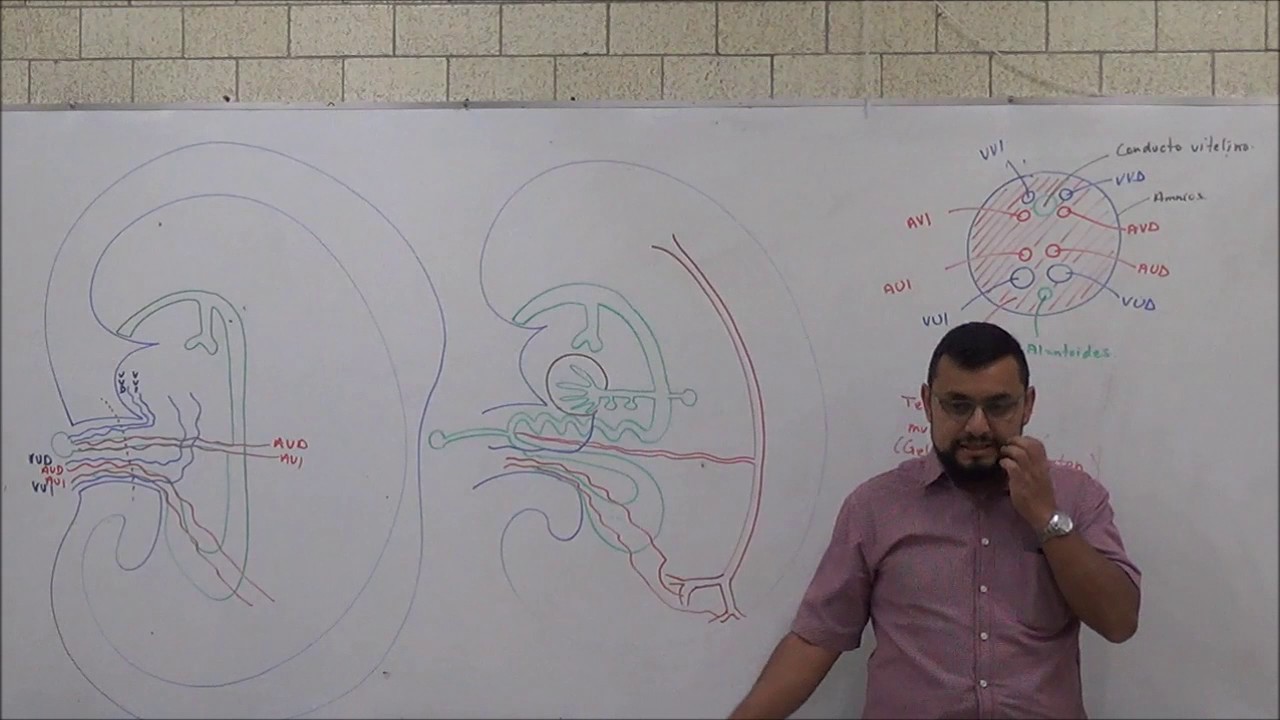cordón umbilical